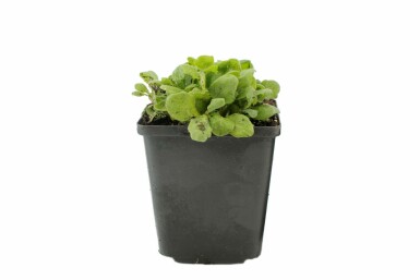 Randjesbloem Arabis caucasica 'Snowcap' 5-10 Pot P9 Arabis caucasica 'Snowcap'
