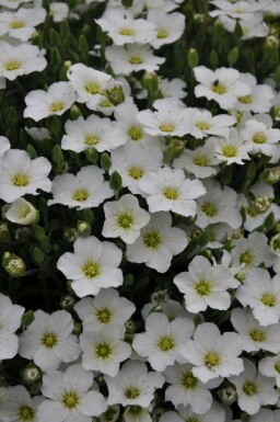 Arenaria montana