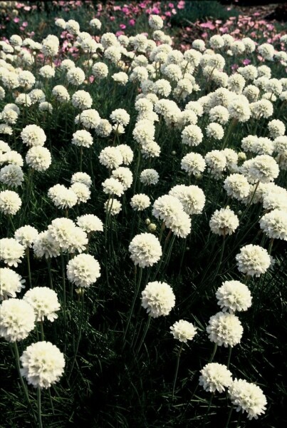 Engels gras Armeria maritima 'Alba' 5-10 Pot P9