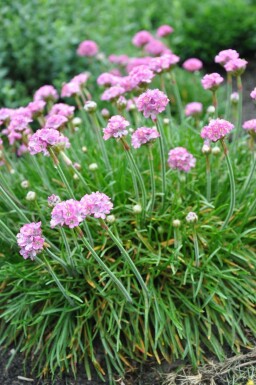 Engels gras Armeria maritima 'Splendens Perfecta' 5-10 Pot P9