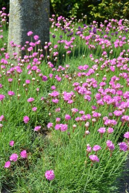 Engels gras Armeria maritima 'Splendens' 5-10 Pot P9