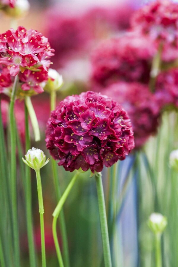 Armeria pseudarmeria 'Ballerina Red' Armeria pseudarmeria 'Ballerina Red'