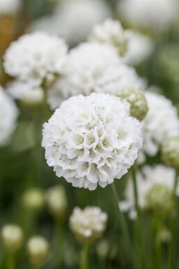 Engels gras Armeria pseudarmeria 'Ballerina White' 5-10 Pot P9 Armeria pseudarmeria 'Ballerina White'