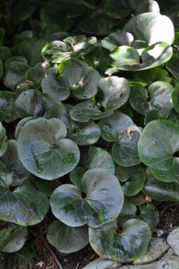 Mansoor Asarum europaeum 5-10 Pot P9