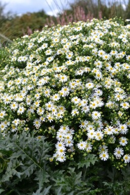 Herfstaster Aster ageratoides 'Ashvi' 5-10 Pot P9 Aster ageratoides 'Ashvi'