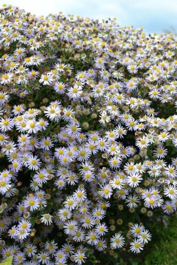Herfstaster Aster ageratoides 'Asran' 5-10 Pot P9 Aster ageratoides 'Asran'