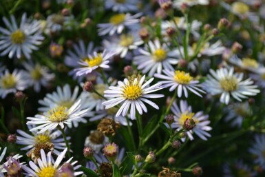 Herfstaster Aster ageratoides 'Asran' 5-10 Pot P9