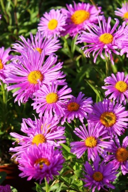 Alpenaster Aster alpinus 'Happy End' 5-10 Pot P9 Aster alpinus 'Happy End'
