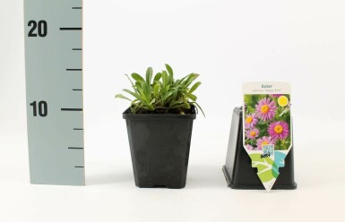 Alpenaster Aster alpinus 'Happy End' 5-10 Pot P9 Aster alpinus 'Happy End'