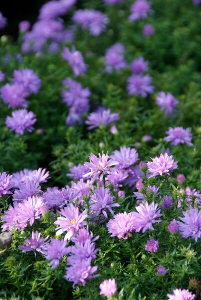Herfstaster Aster dumosus 'Lady in Blue' 10-15 Pot C2 Aster dumosus 'Lady in Blue'