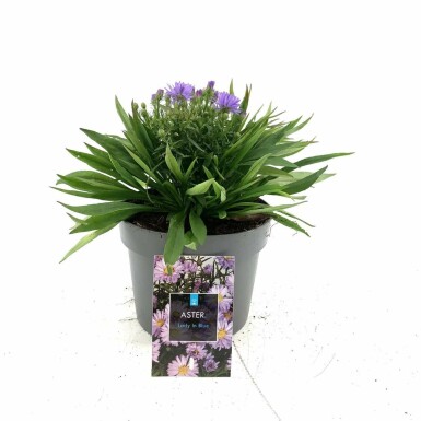 Herfstaster Aster dumosus 'Lady in Blue' 10-15 Pot C2 Aster dumosus 'Lady in Blue'