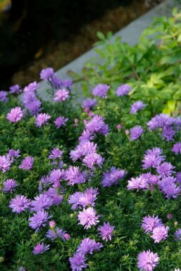 Herfstaster Aster dumosus 'Lady in Blue' 5-10 Pot P9 Aster dumosus 'Lady in Blue'
