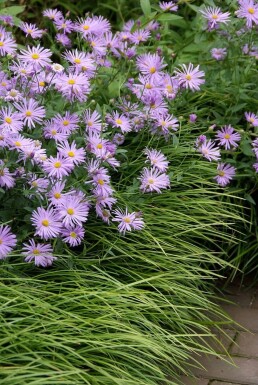Herfstaster Aster frikartii 'Mönch' 5-10 Pot P9 Aster frikartii 'Mönch'