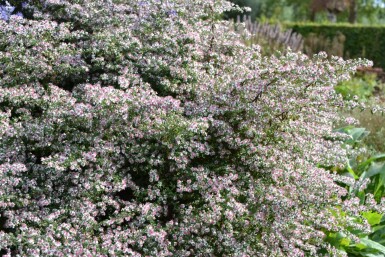 Aster lateriflorus 'HoriZontalis'