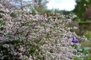 Herfstaster Aster lateriflorus 'HoriZontalis' 5-10 Pot P9 Aster lateriflorus 'HoriZontalis'