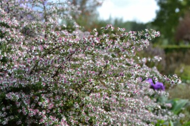 Herfstaster Aster lateriflorus 'HoriZontalis' 5-10 Pot P9