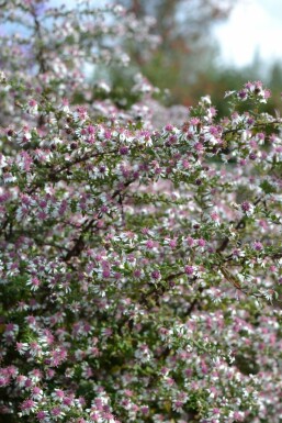 Herfstaster Aster lateriflorus 'HoriZontalis' 5-10 Pot P9 Aster lateriflorus 'HoriZontalis'