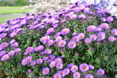 Herfstaster Aster novae-angliae 'Purple Dome' 5-10 Pot P9 Aster novae-angliae 'Purple Dome'