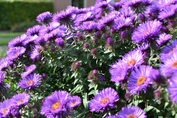 Herfstaster Aster novae-angliae 'Purple Dome' 5-10 Pot P9