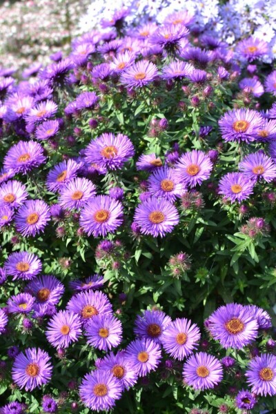 Herfstaster Aster novae-angliae 'Purple Dome' 5-10 Pot P9