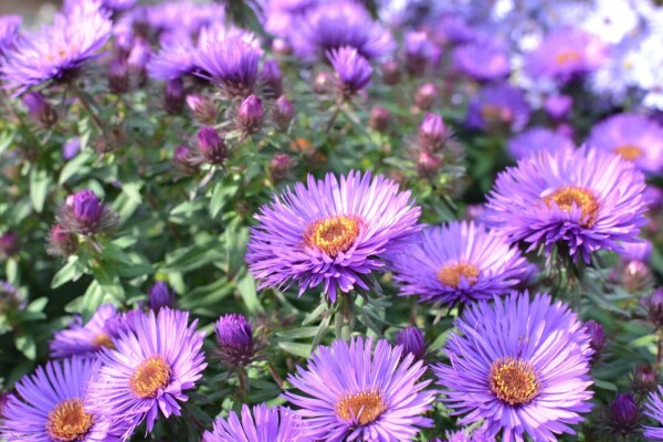 Herfstaster Aster novae-angliae 'Purple Dome' 5-10 Pot P9