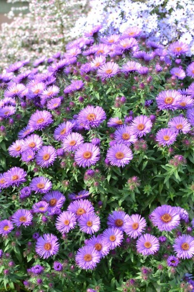 Herfstaster Aster novae-angliae 'Purple Dome' 5-10 Pot P9