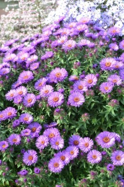 Aster novae-angliae 'Purple Dome'