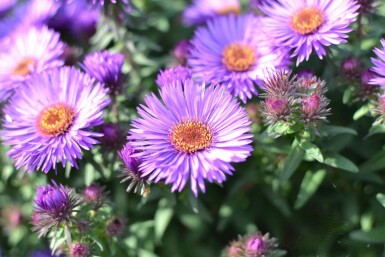 Herfstaster Aster novae-angliae 'Purple Dome' 5-10 Pot P9 Aster novae-angliae 'Purple Dome'