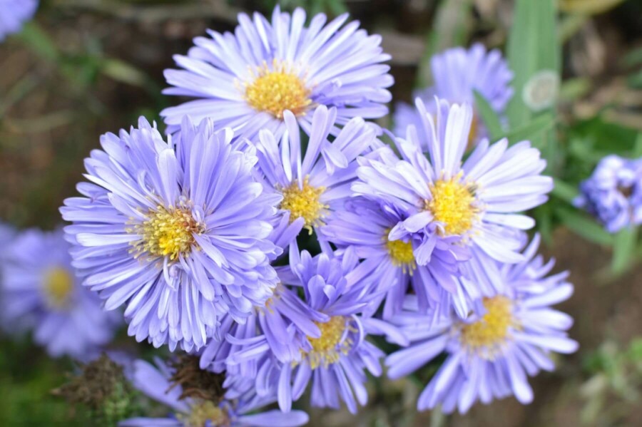 Herfstaster Aster novi-belgii 'Marie Ballard' 5-10 Pot P9 Aster novi-belgii 'Marie Ballard'