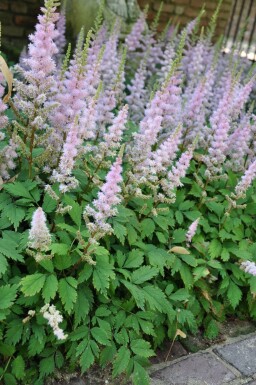 Pluimspirea Astilbe chinensis 'Pumila' 5-10 Pot P9 Astilbe chinensis 'Pumila'