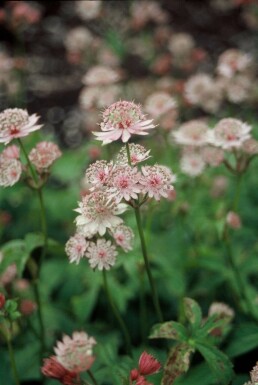 Astrantia major