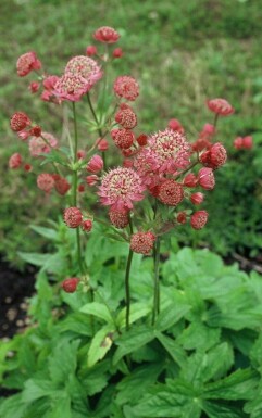Zeeuws Knoopje Astrantia major 'Lars' 5-10 Pot P9 Astrantia major 'Lars'