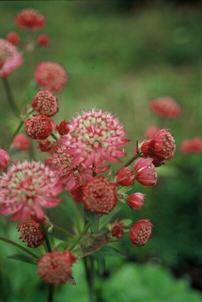 Zeeuws Knoopje Astrantia major 'Lars' 5-10 Pot P9