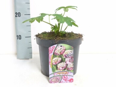 Zeeuws knoopje Astrantia major 'Primadonna' 5-10 Pot P9 Astrantia major 'Primadonna'