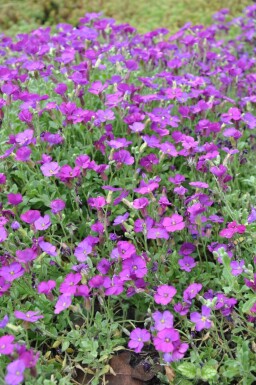 Blauwkussen Aubrieta 'Cascade Purple' 5-10 Pot P9 Aubrieta 'Cascade Purple'