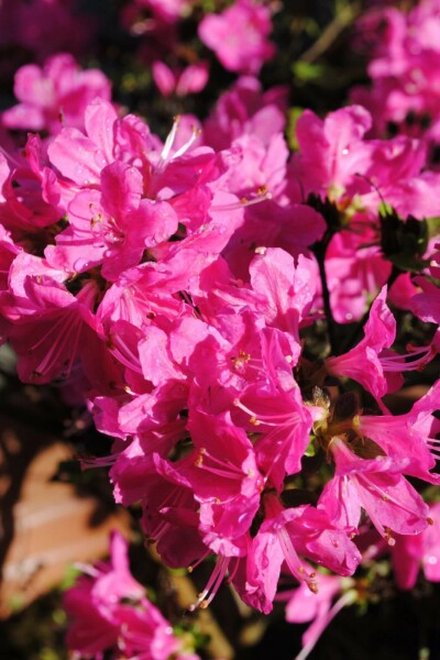 Azalea japonica 'Kermesina' C2 20-30
