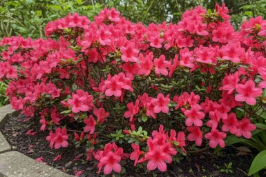 Azalea japonica 'Moederkensdag' struik 20-30 cm