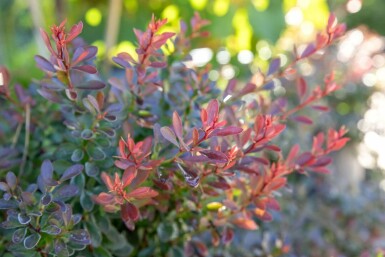 Berberis thunbergii 'Bagatelle' C10 30-40