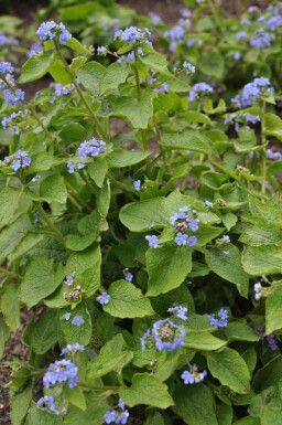 Kaukasisch vergeet-mij-nietje Brunnera macrophylla 5-10 Pot P9