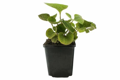 Kaukasisch vergeet-mij-nietje Brunnera macrophylla 5-10 Pot P9