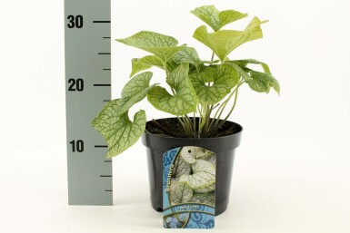 Kaukasisch vergeet-mij-nietje Brunnera macrophylla 'Jack Frost' 10-15 Pot C2 Brunnera macrophylla 'Jack Frost'