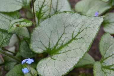Kaukasisch vergeet-mij-nietje Brunnera macrophylla 'Jack Frost' 5-10 Pot P9 Brunnera macrophylla 'Jack Frost'