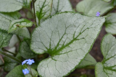 Kaukasisch vergeet-mij-nietje Brunnera macrophylla 'Jack Frost' 5-10 Pot P9