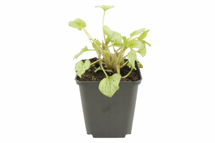 Kaukasisch vergeet-mij-nietje Brunnera macrophylla 'Jack Frost' 5-10 Pot P9 Brunnera macrophylla 'Jack Frost'