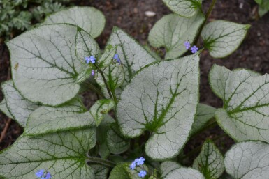 Kaukasisch vergeet-mij-nietje Brunnera macrophylla 'Jack Frost' 5-10 Pot P9