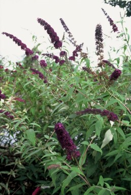 Buddleja davidii 'Black Knight' C3 30-40