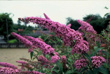 Buddleja davidii 'Pink Delight' C3 30-40