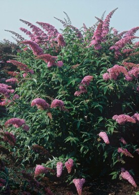 Buddleja davidii 'Pink Delight' C3 30-40