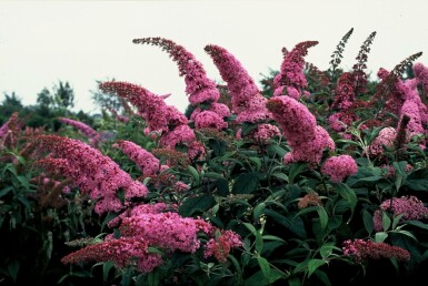 Buddleja davidii 'Pink Delight' C3 30-40