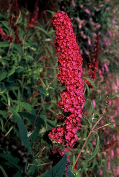 Buddleja davidii 'Royal Red' C2 30-40